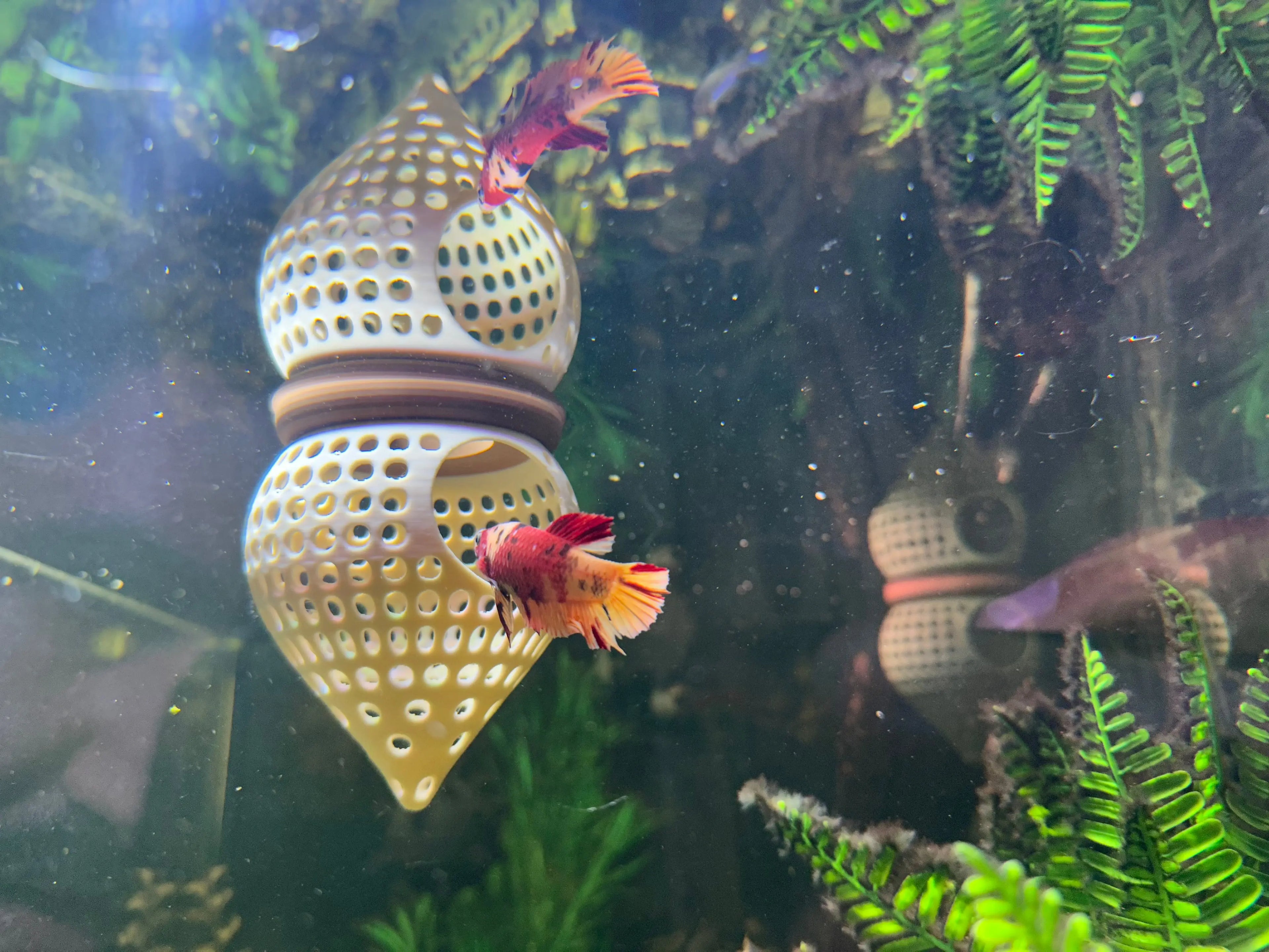 BettaPod Floating Aquarium Cave Log – Betta & Shrimp Hide | Natural Aquascape Decor (Fish Safe) Blubber Cove