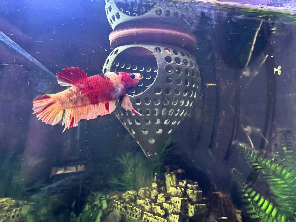 BettaPod Floating Aquarium Cave Log – Betta & Shrimp Hide | Natural Aquascape Decor (Fish Safe) Blubber Cove