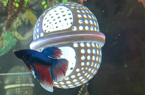 Floating hollow log hide for betta fish tanks.