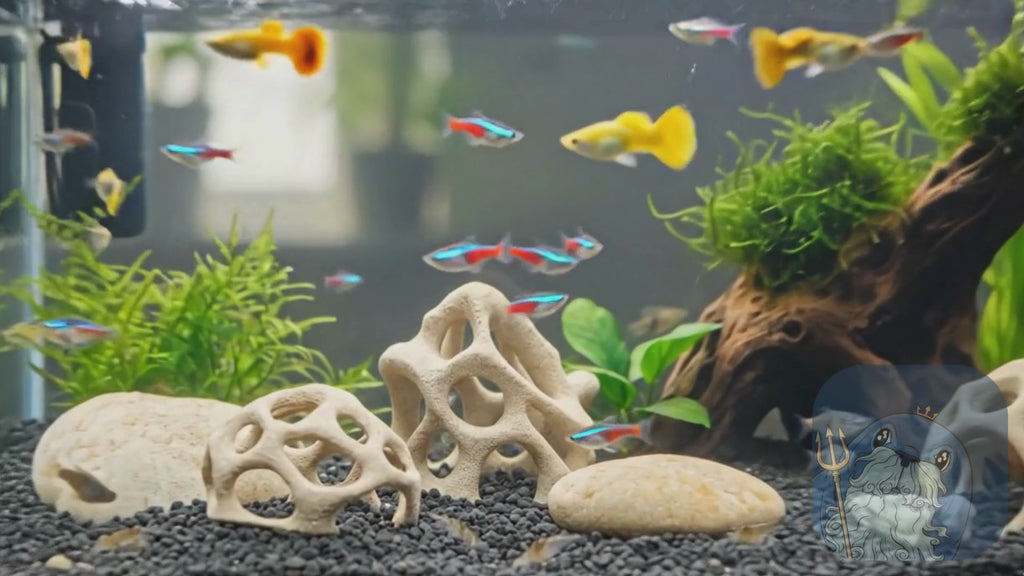 Aquarium Caves Set of 3 – Natural Aquascape Decor for Shrimp, Betta & Nano Fish