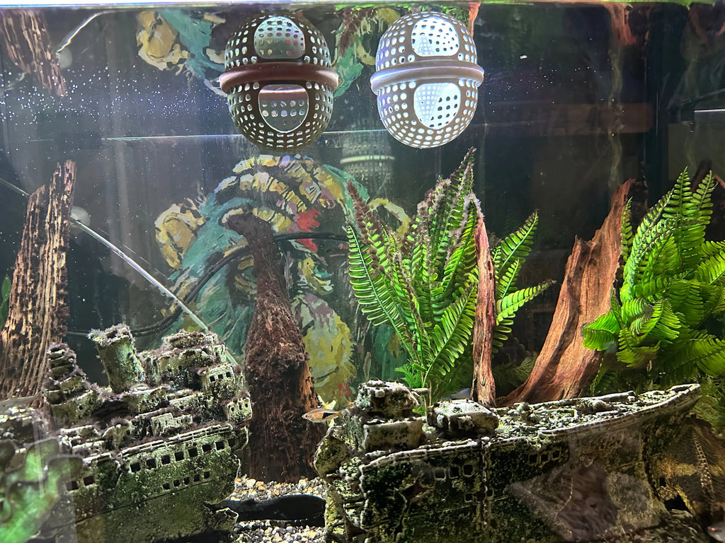 Secure surface hiding spot for shy tropical fish.